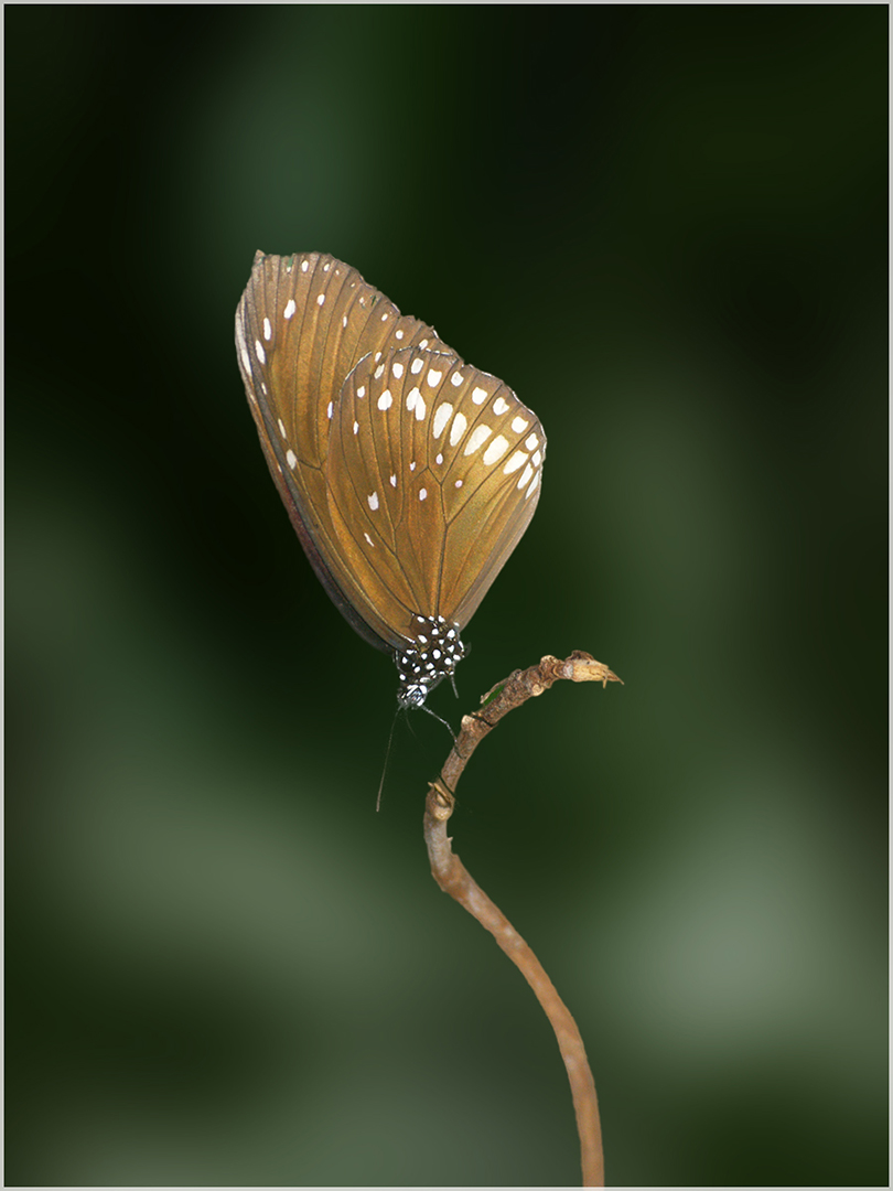 William Wilson (England) Common Crow butterfly